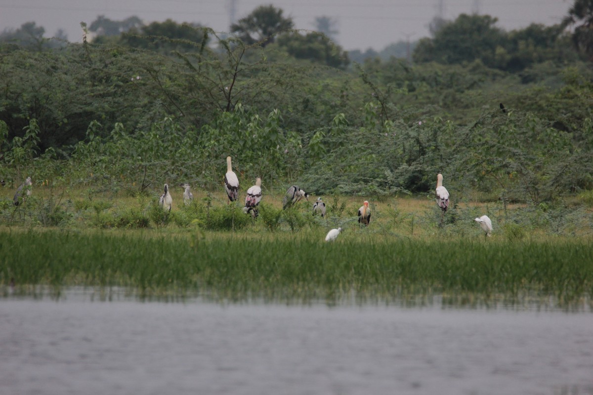 Gray Heron - ML38808591