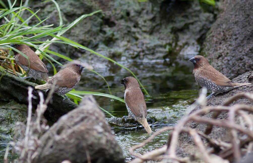 Scaly-breasted Munia - Michael Todd