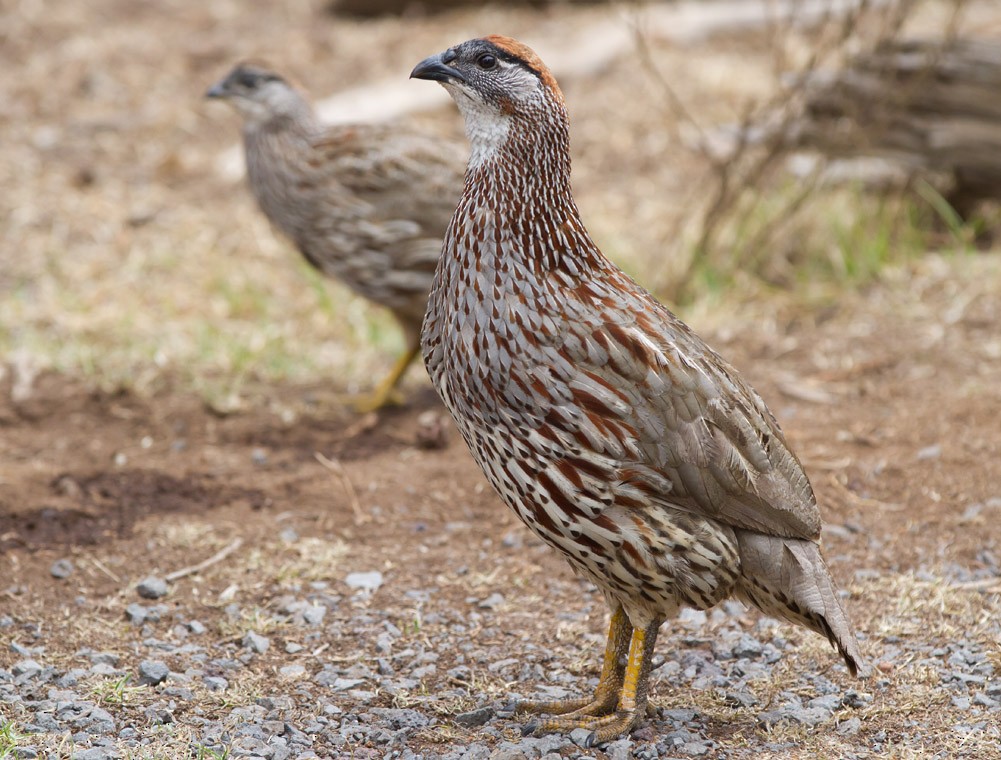 Francolin d'Erckel - ML38808901