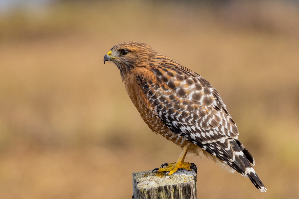 Red-shouldered Hawk - ML388091961