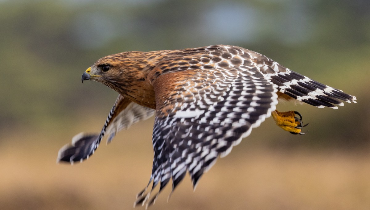 Red-shouldered Hawk - ML388092071