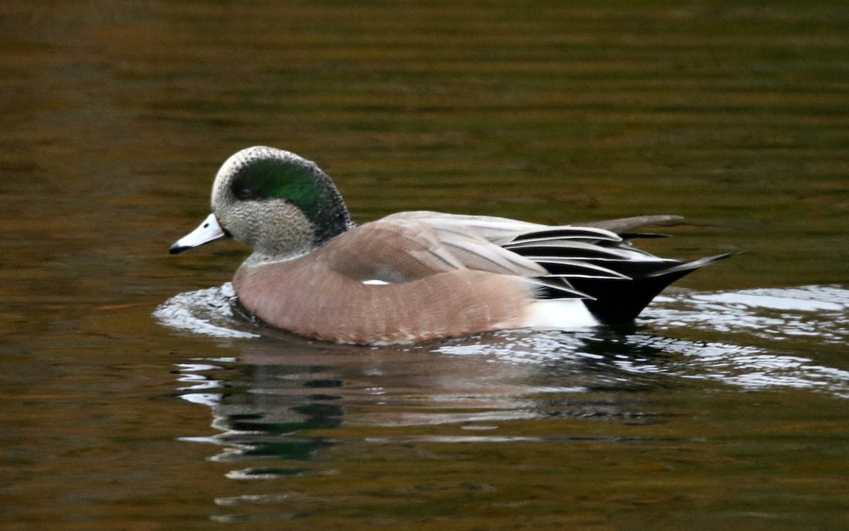 American Wigeon - H. Resit Akçakaya