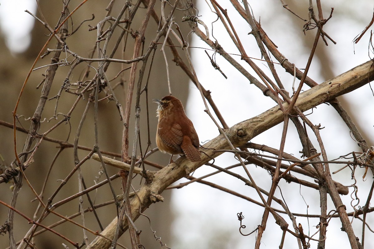 Carolina Wren - ML388095061