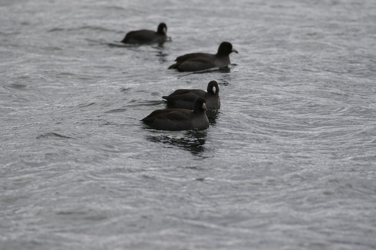 American Coot - Raymonde Paquin