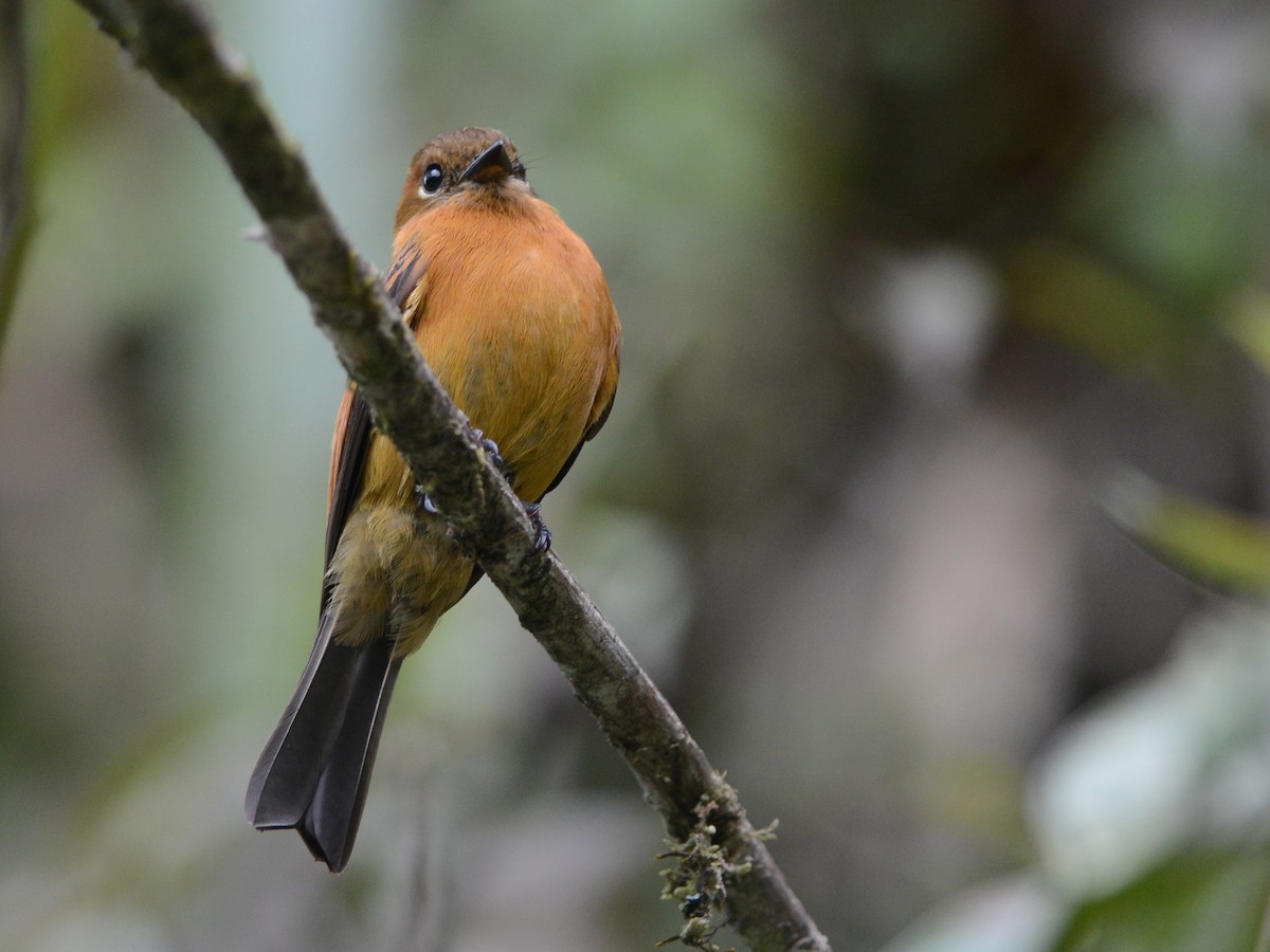 Cinnamon Flycatcher - Alan Van Norman