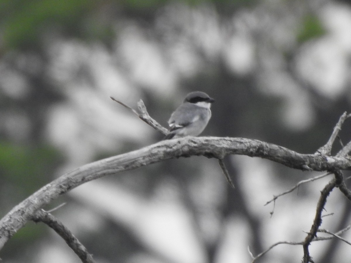 Loggerhead Shrike - inger hansen