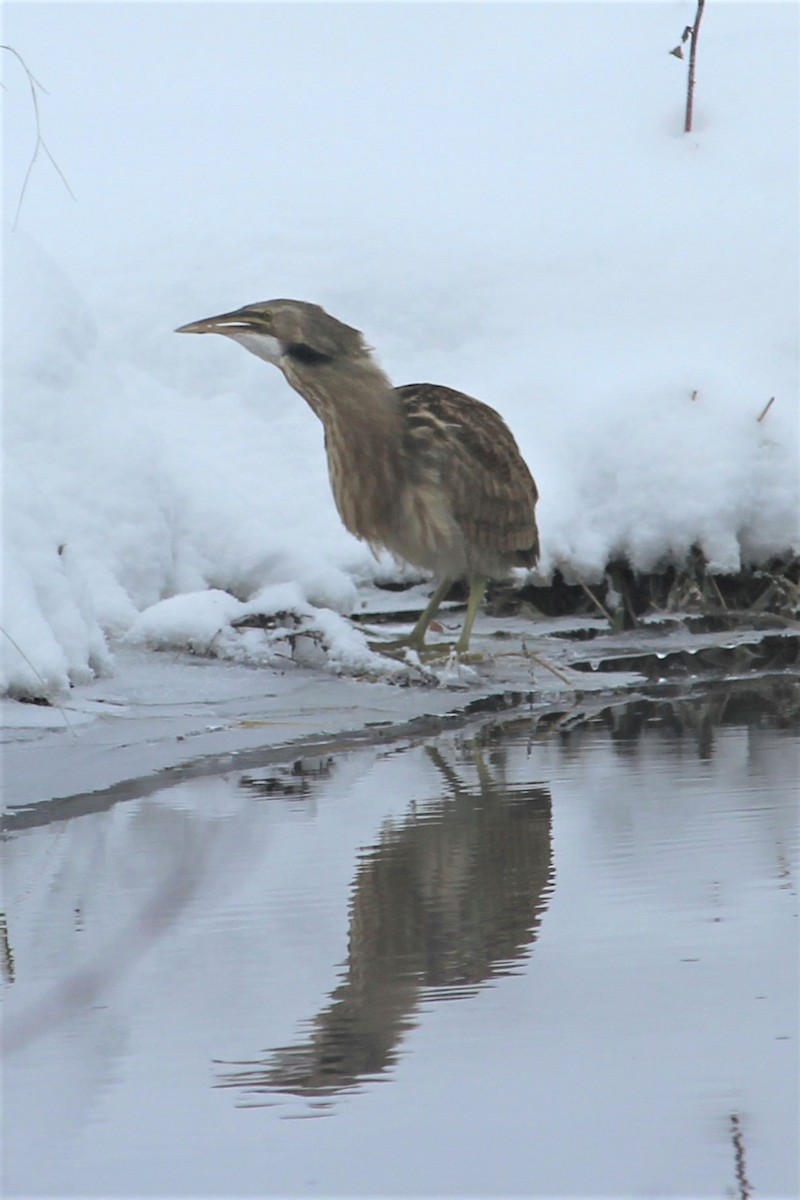 American Bittern - Rose Kuzina