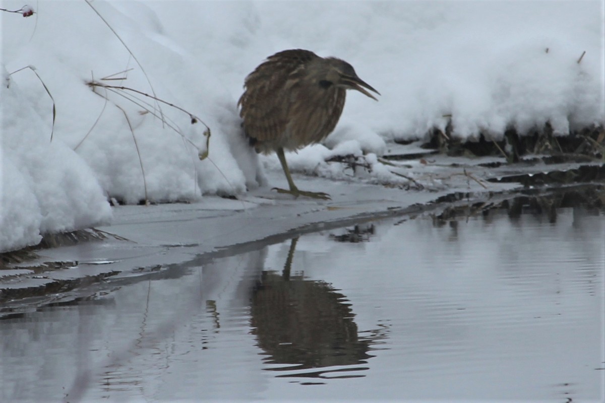 American Bittern - ML388098531