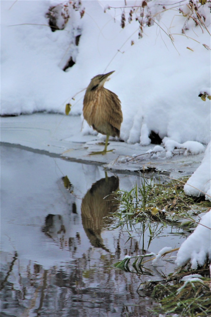 American Bittern - Rose Kuzina