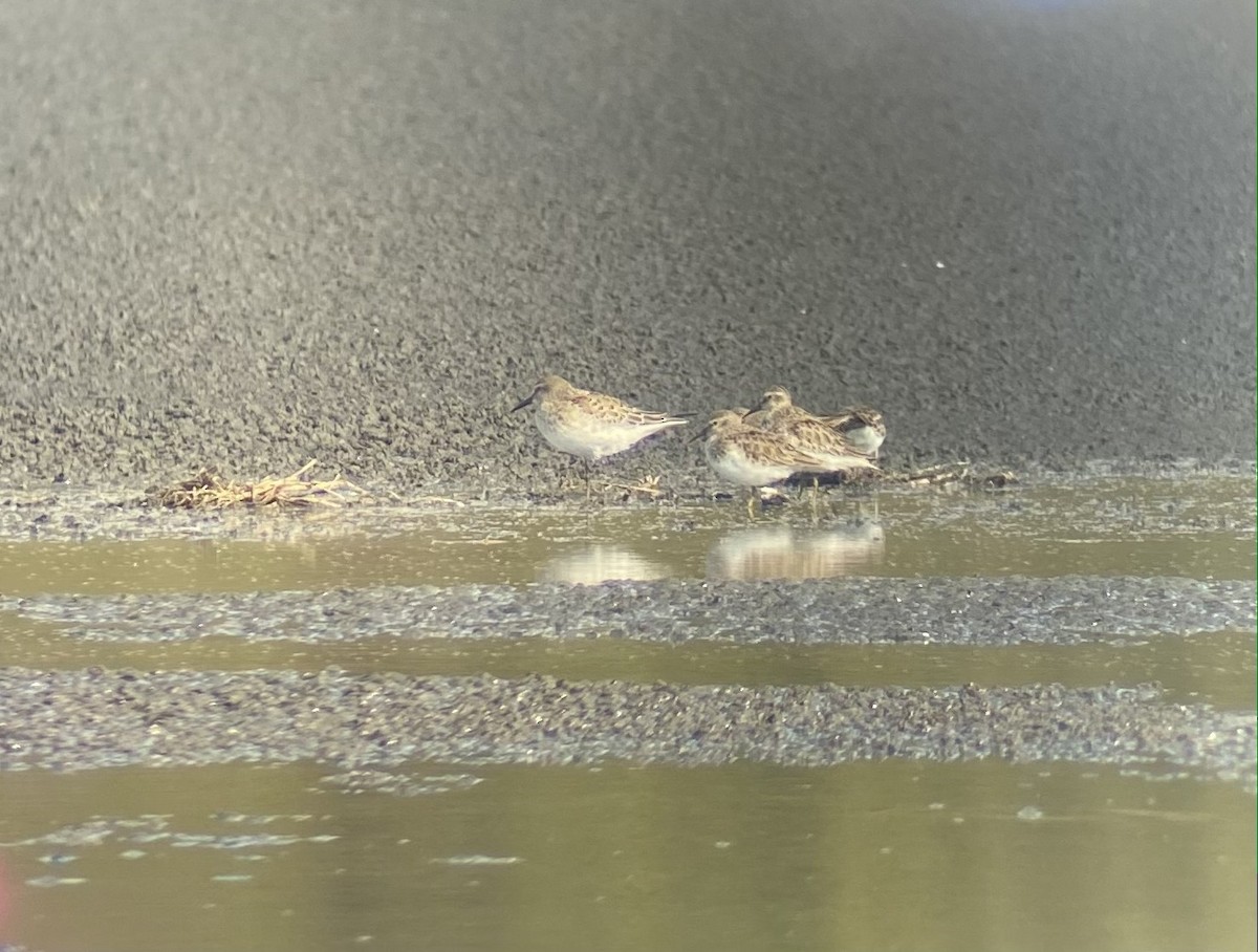 White-rumped Sandpiper - Cameron Rutt