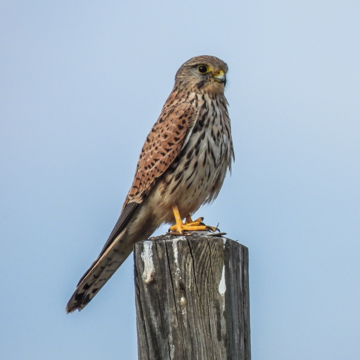 Eurasian Kestrel - ML388099041