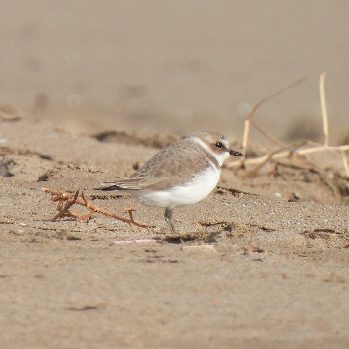 Kentish Plover - ML388099071