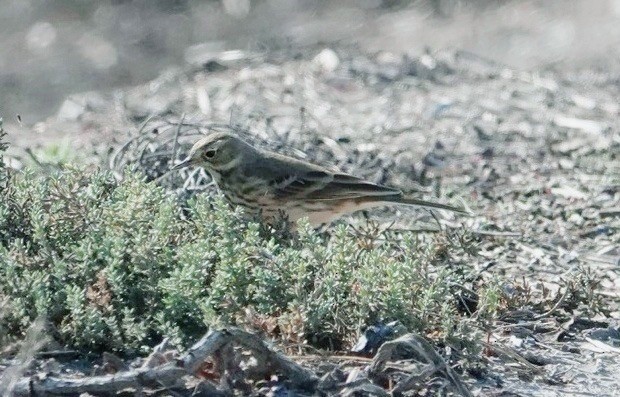 Pipit d'Amérique - ML388102191