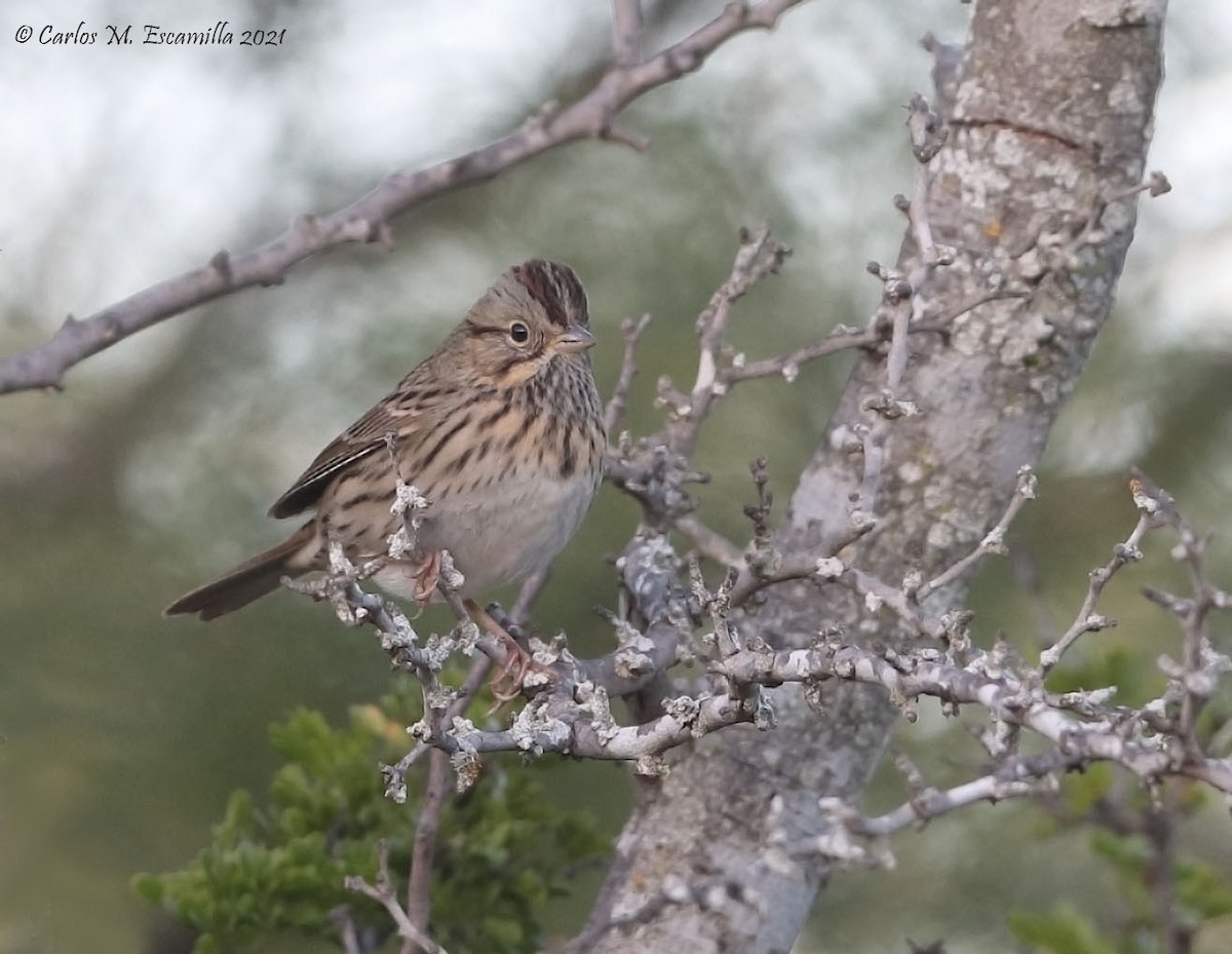 Lincoln's Sparrow - ML388102391