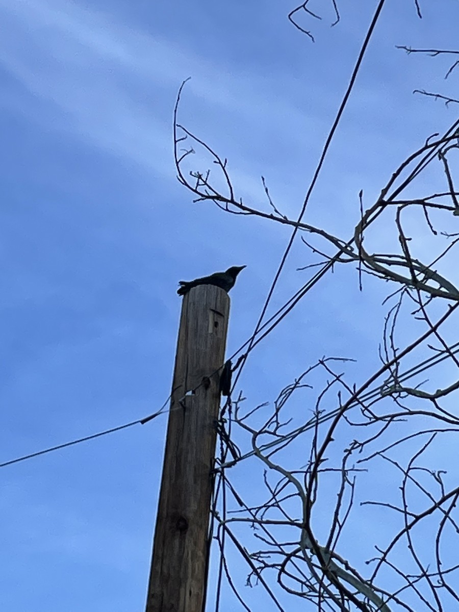 American Crow - Nora Livingston