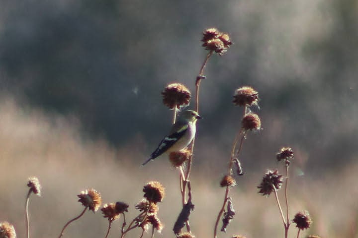 American Goldfinch - ML388104081