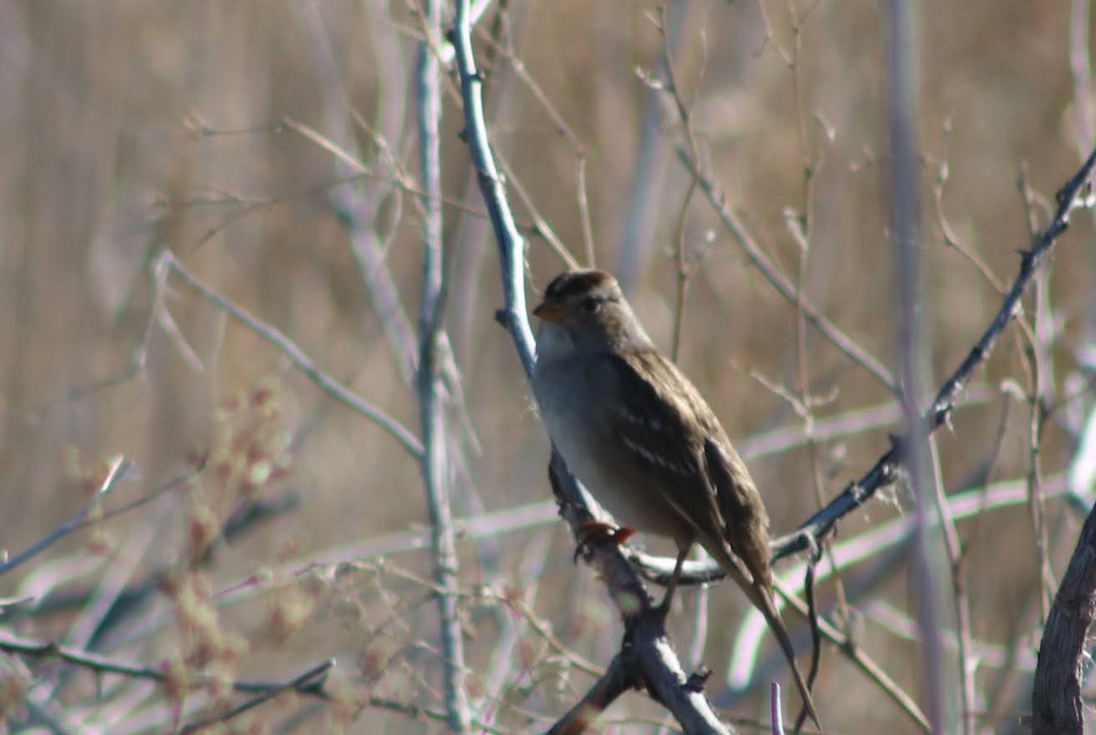 White-crowned Sparrow - ML388104161
