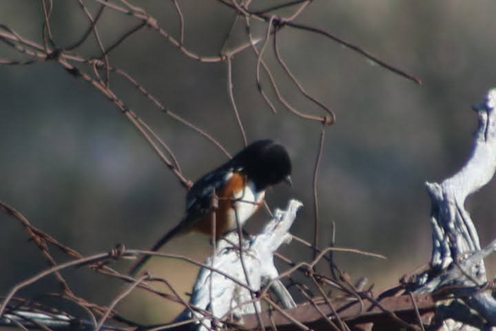Spotted Towhee - ML388104241