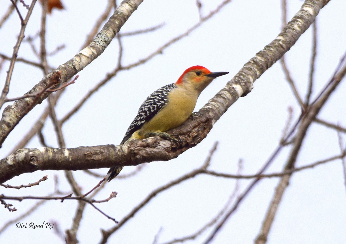Red-bellied Woodpecker - Sheila Wakefield