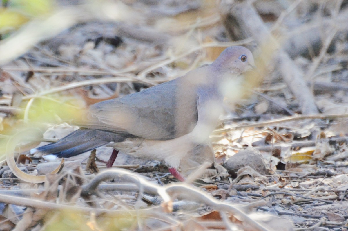 White-tipped Dove - ML388105711