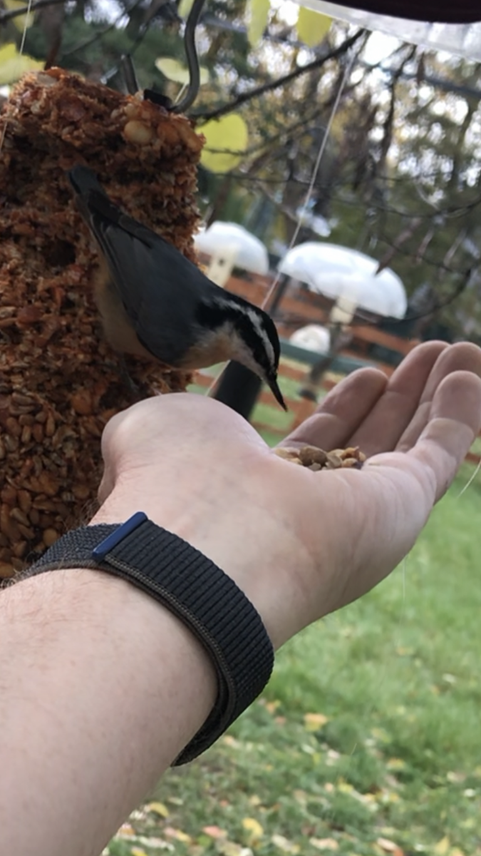 Red-breasted Nuthatch - ML388107081