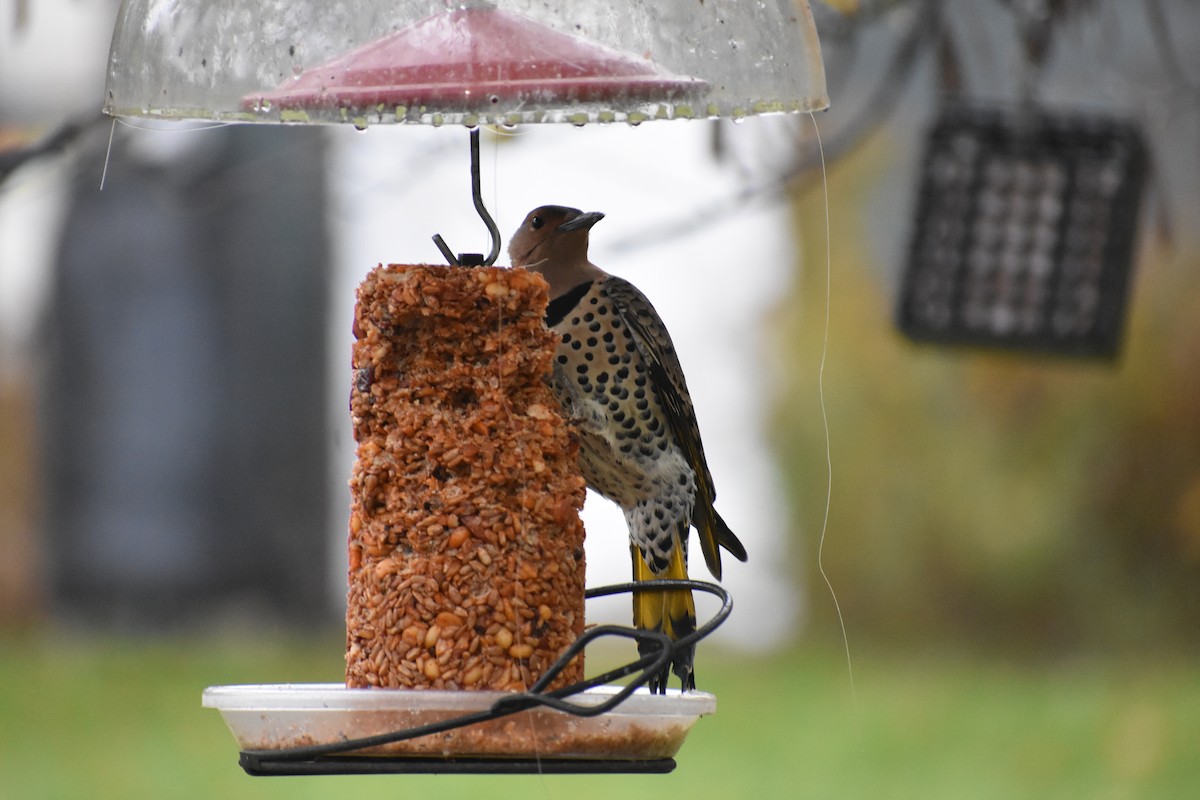 Northern Flicker - ML388107211