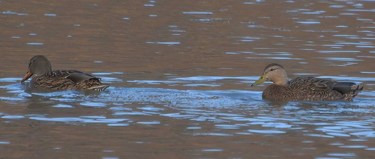 Canard du Mexique - ML388108951