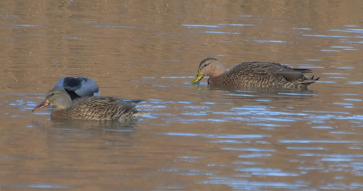 Canard du Mexique - ML388109061