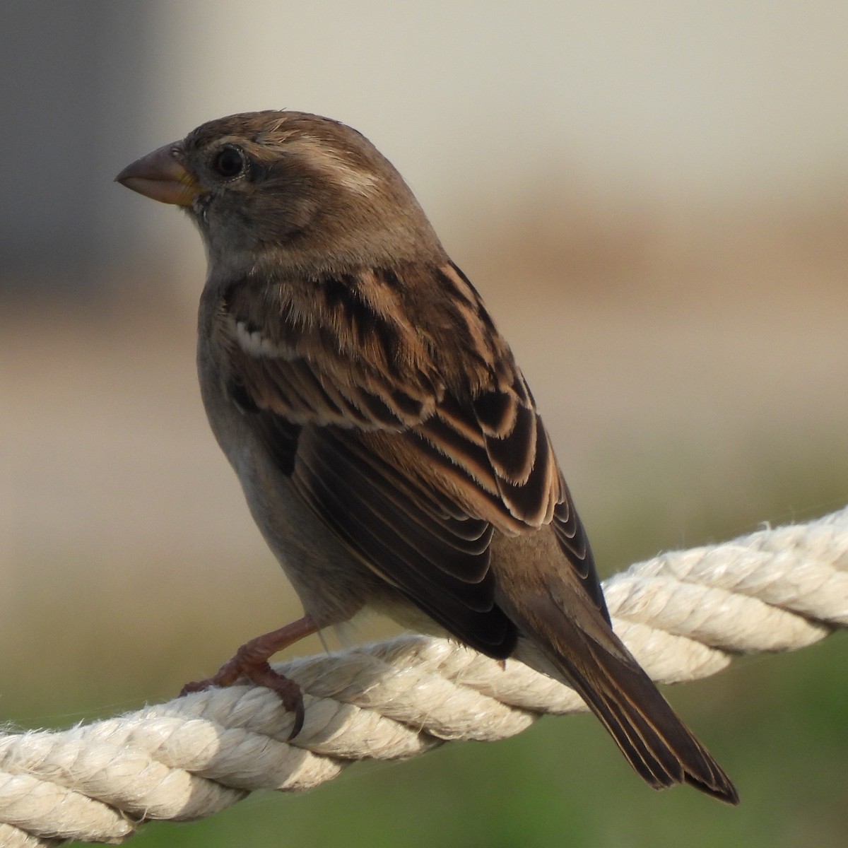 Moineau domestique - ML388109571