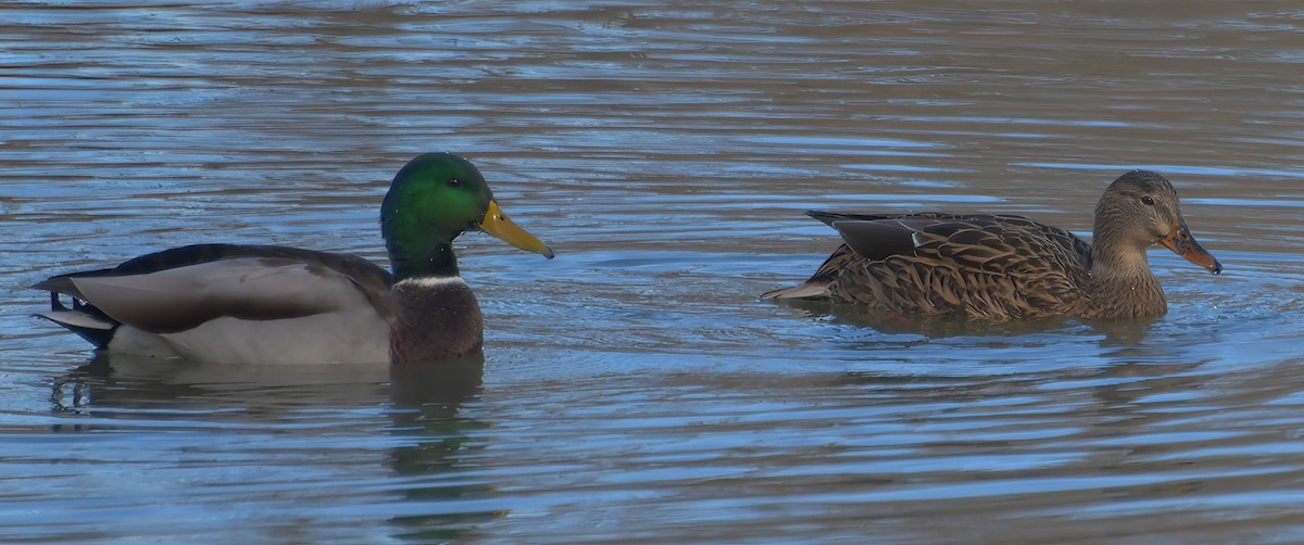 Canard colvert - ML388109761