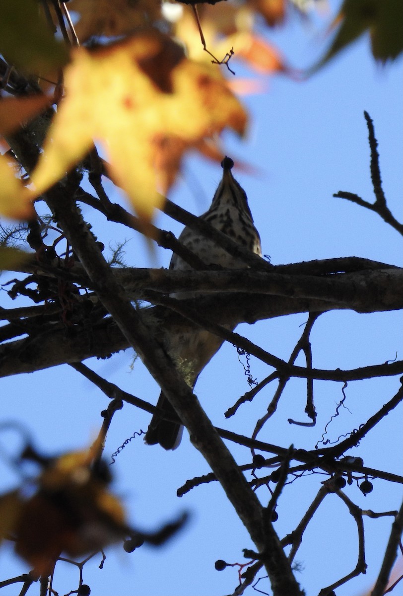 Hermit Thrush - Nan Dewire