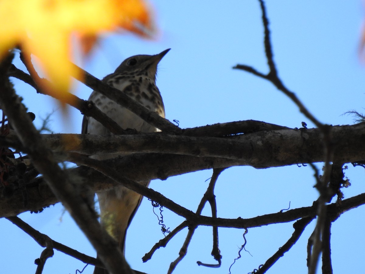 Hermit Thrush - ML388111241