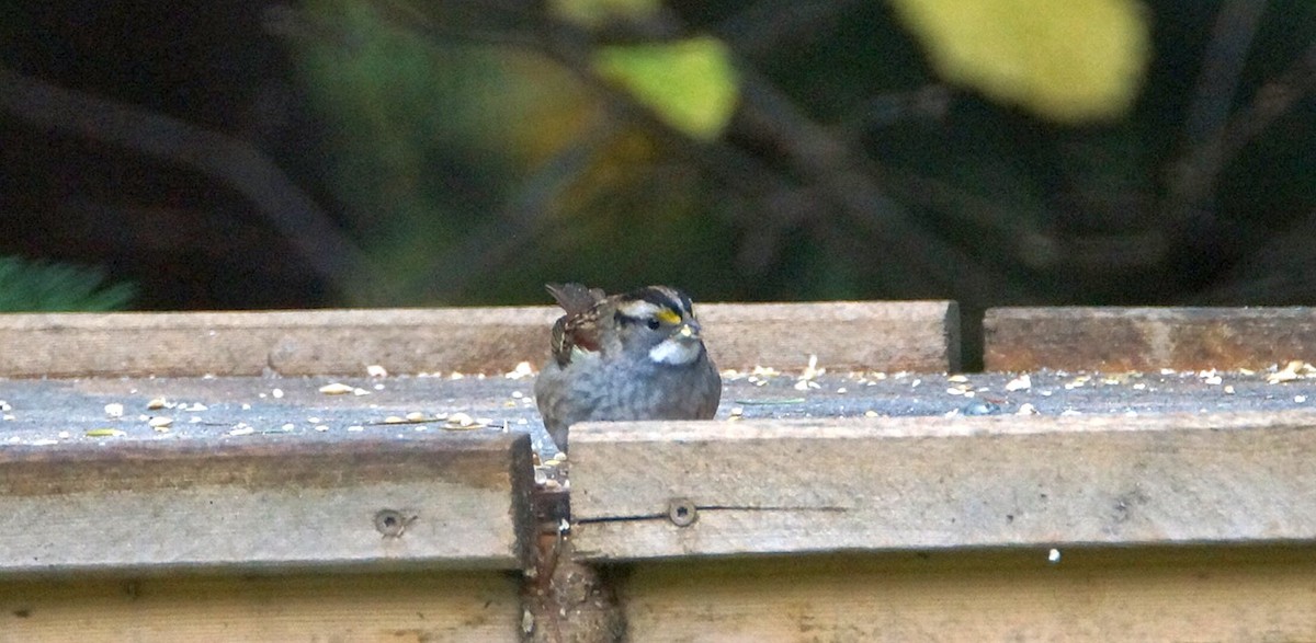 White-throated Sparrow - ML388112801