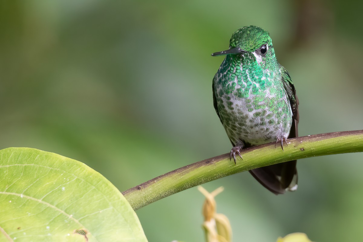 Rufous-vented Whitetip - ML388113151