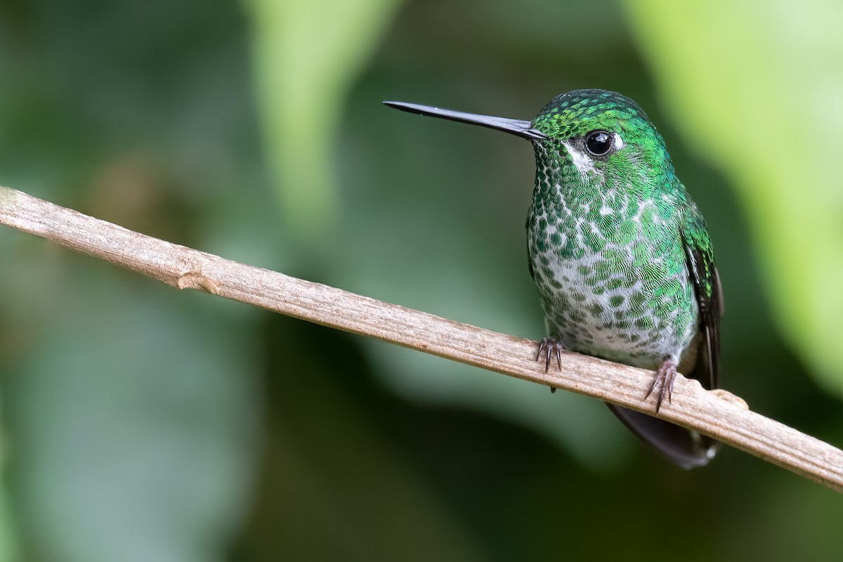 Rufous-vented Whitetip - ML388113171