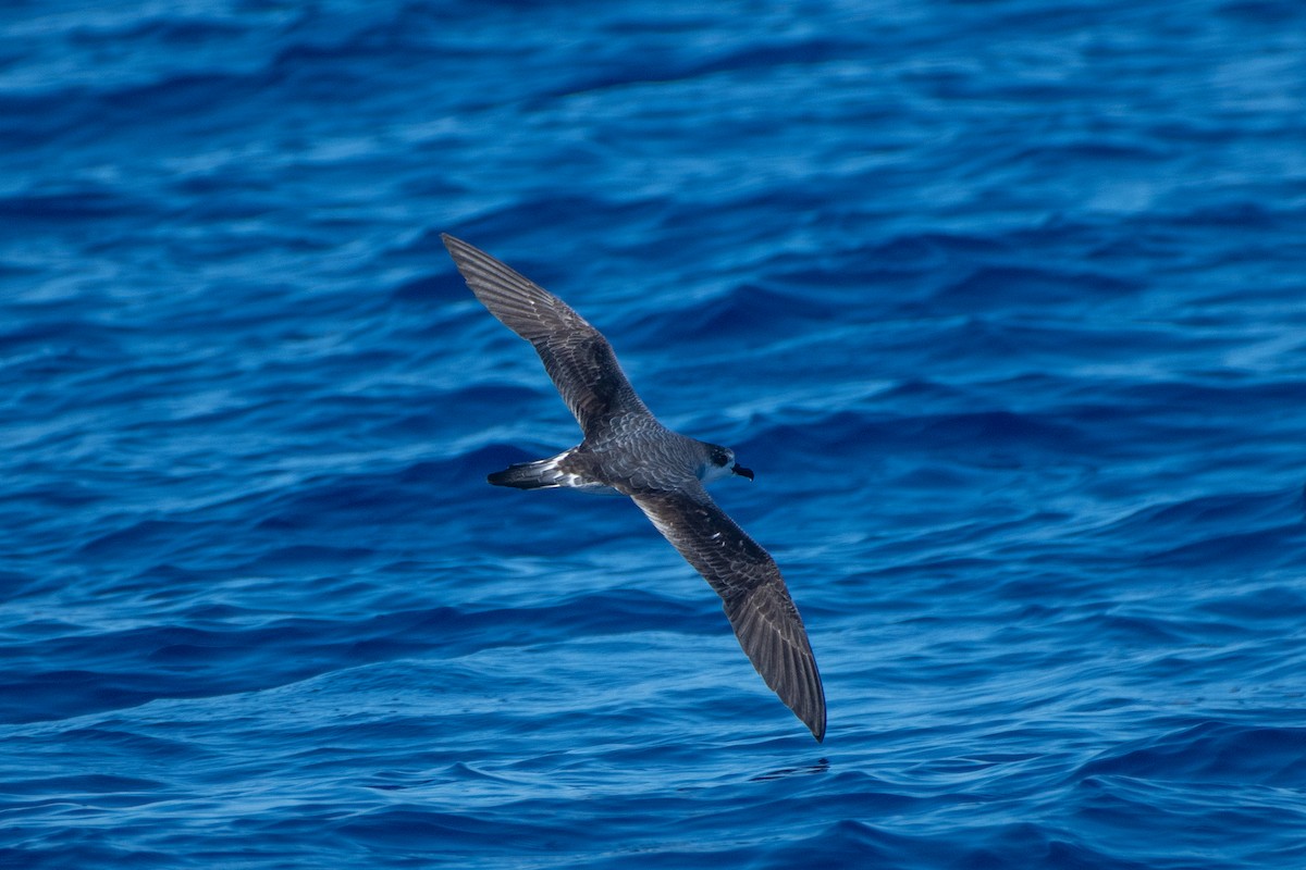 Petrel de las Juan Fernández - ML388113411