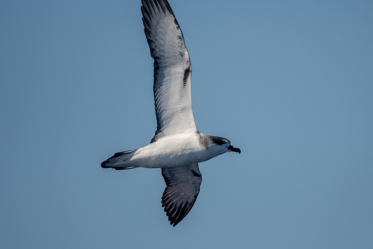 Petrel de las Juan Fernández - ML388113471