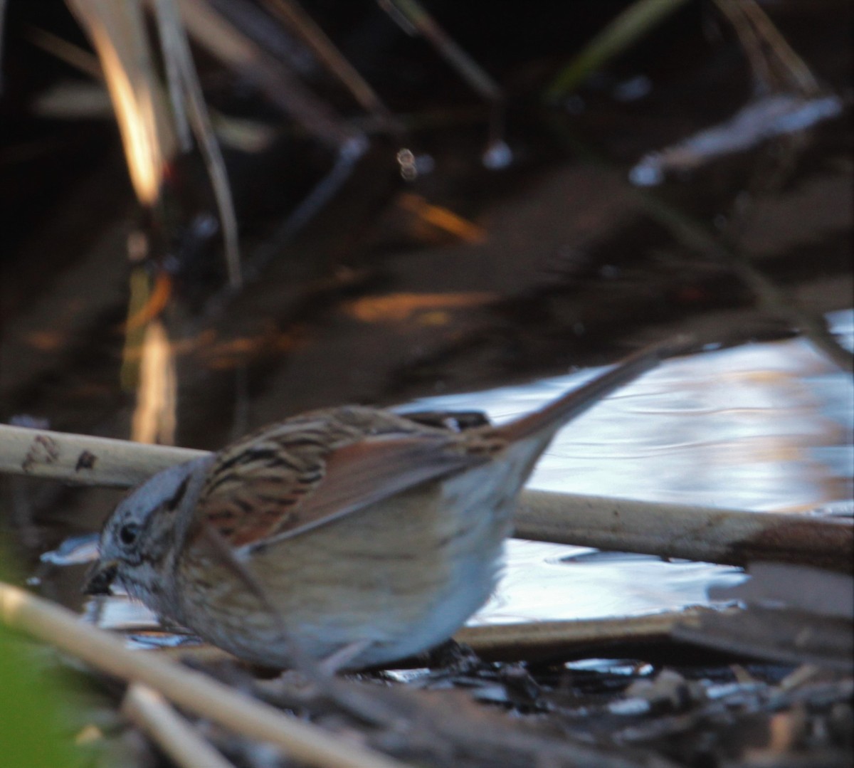 Swamp Sparrow - Juli deGrummond