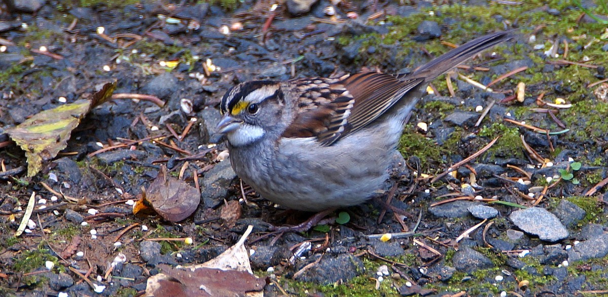White-throated Sparrow - ML388114251