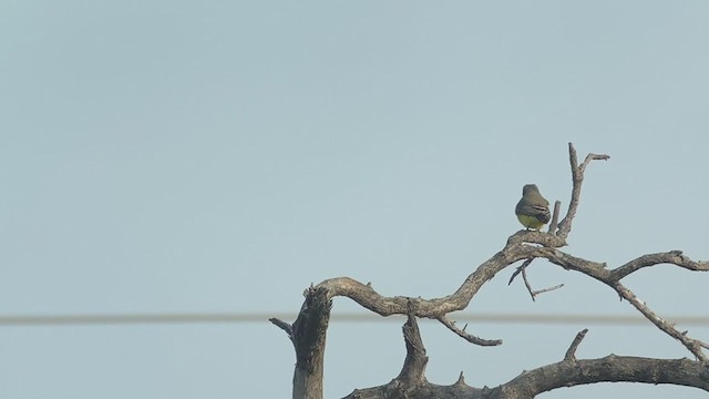 Western Kingbird - ML388116591