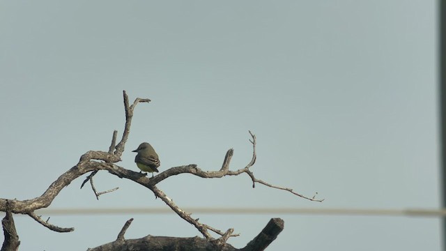 Western Kingbird - ML388116641