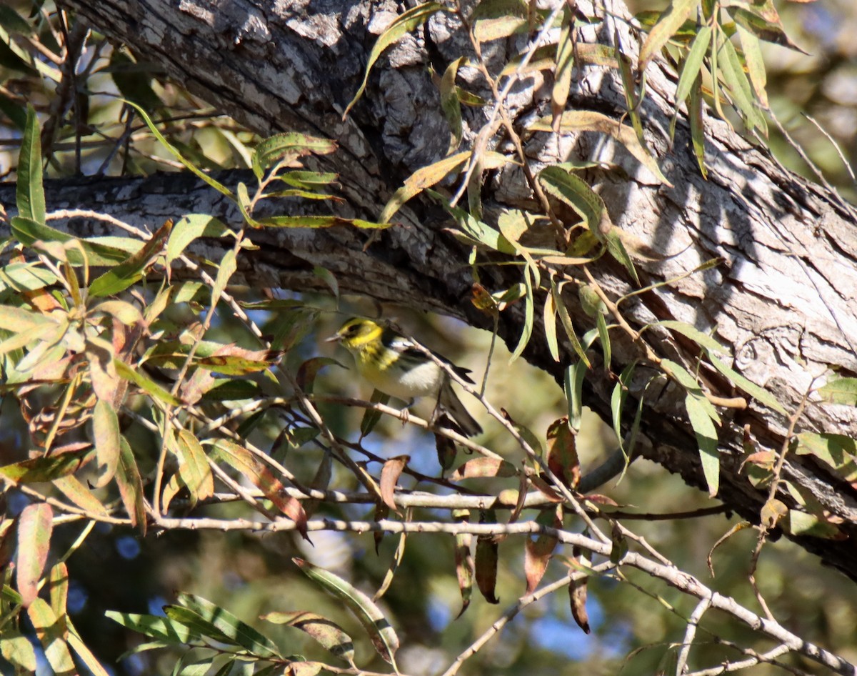 Townsend's Warbler - ML388116701