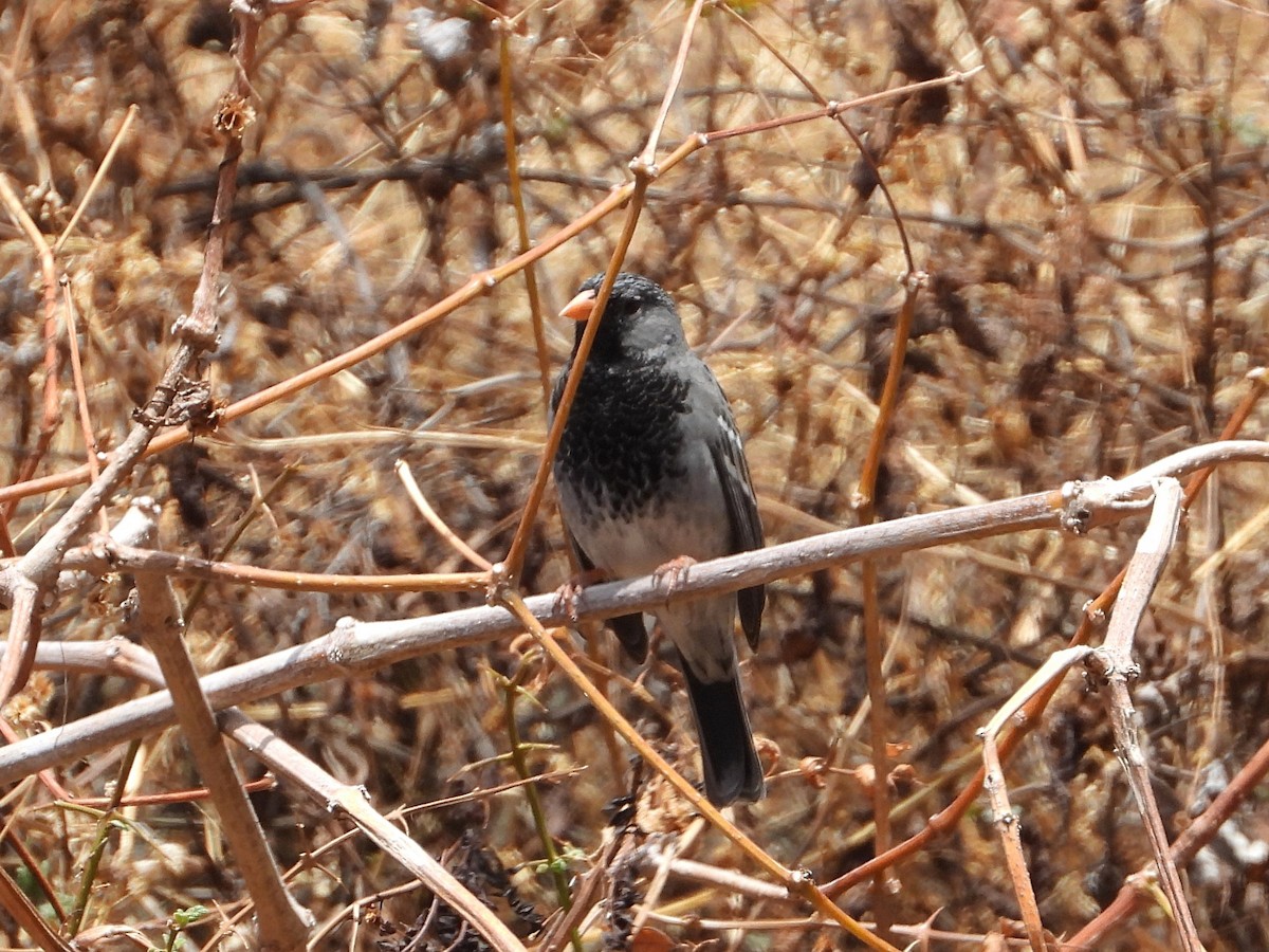 Mourning Sierra Finch - ML388117581