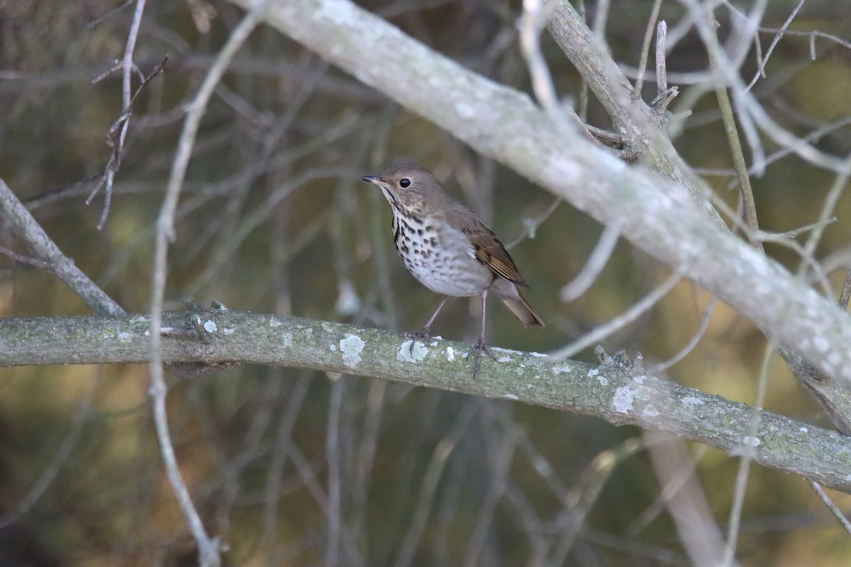 Hermit Thrush - Sally Veach