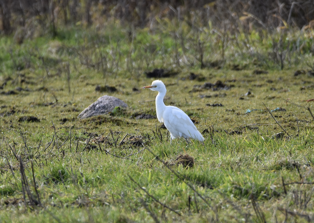 Western Cattle Egret - ML388119201