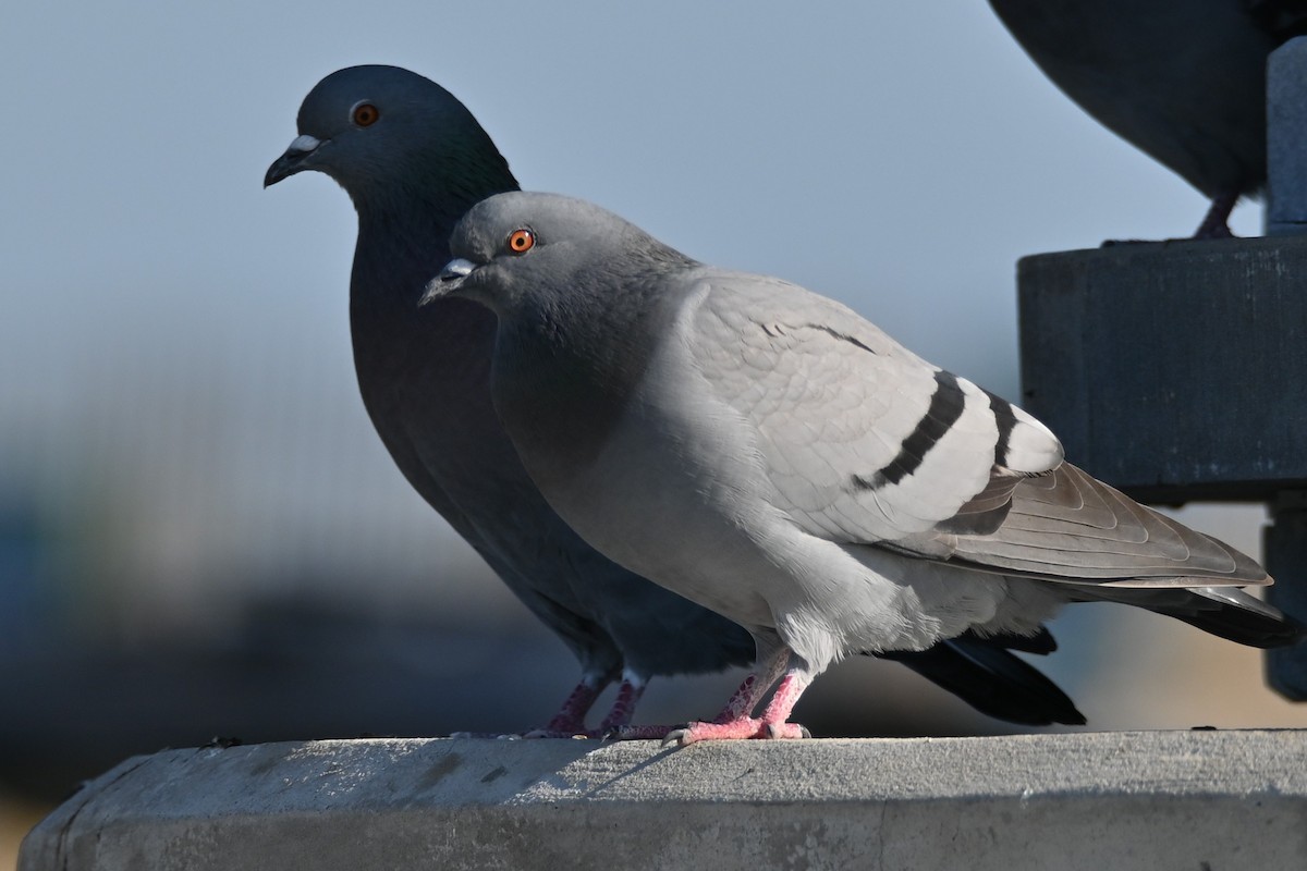 Rock Pigeon (Feral Pigeon) - ML388120711