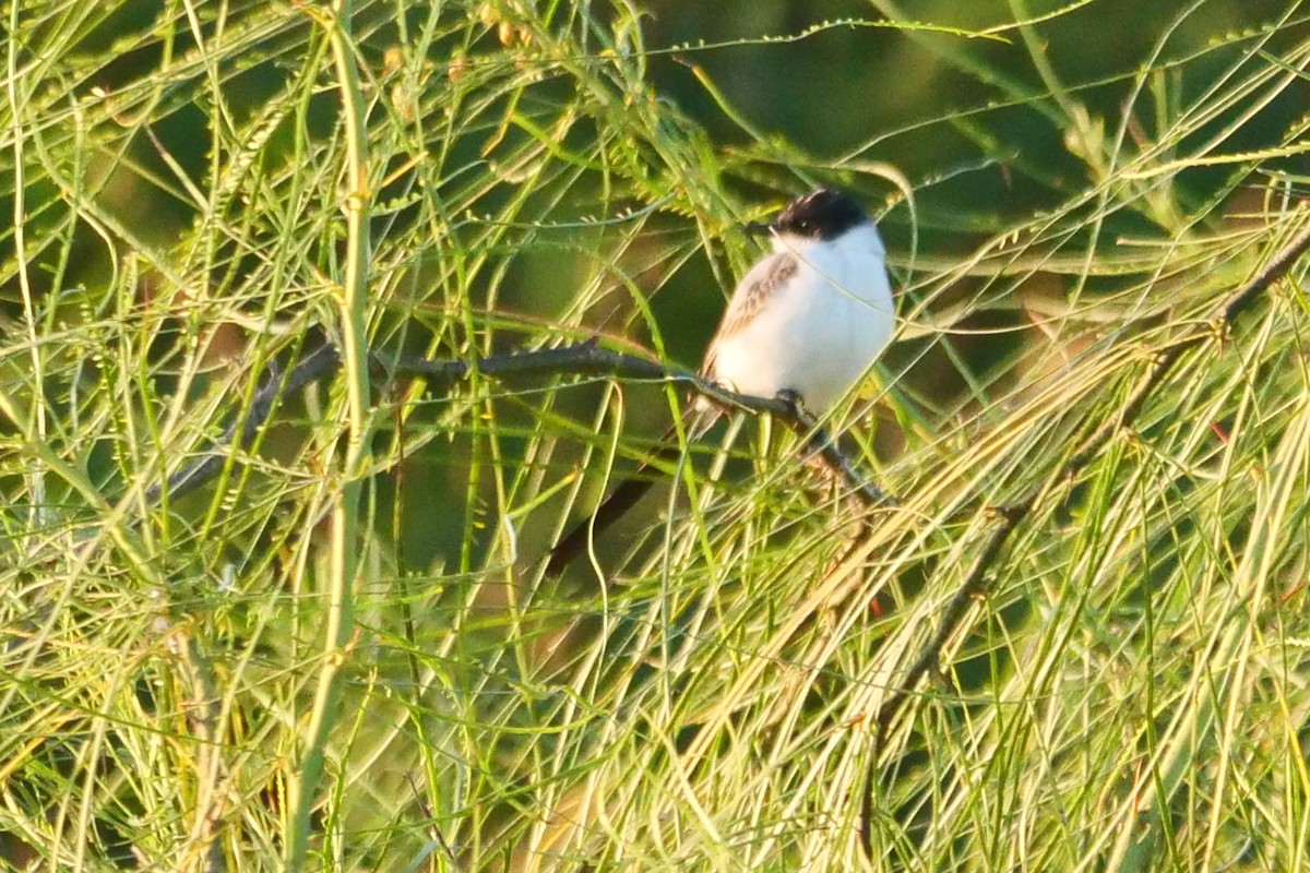 Fork-tailed Flycatcher - ML388120801