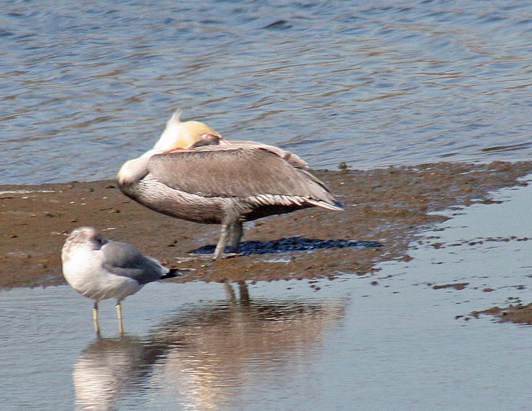 Brown Pelican - john fitch