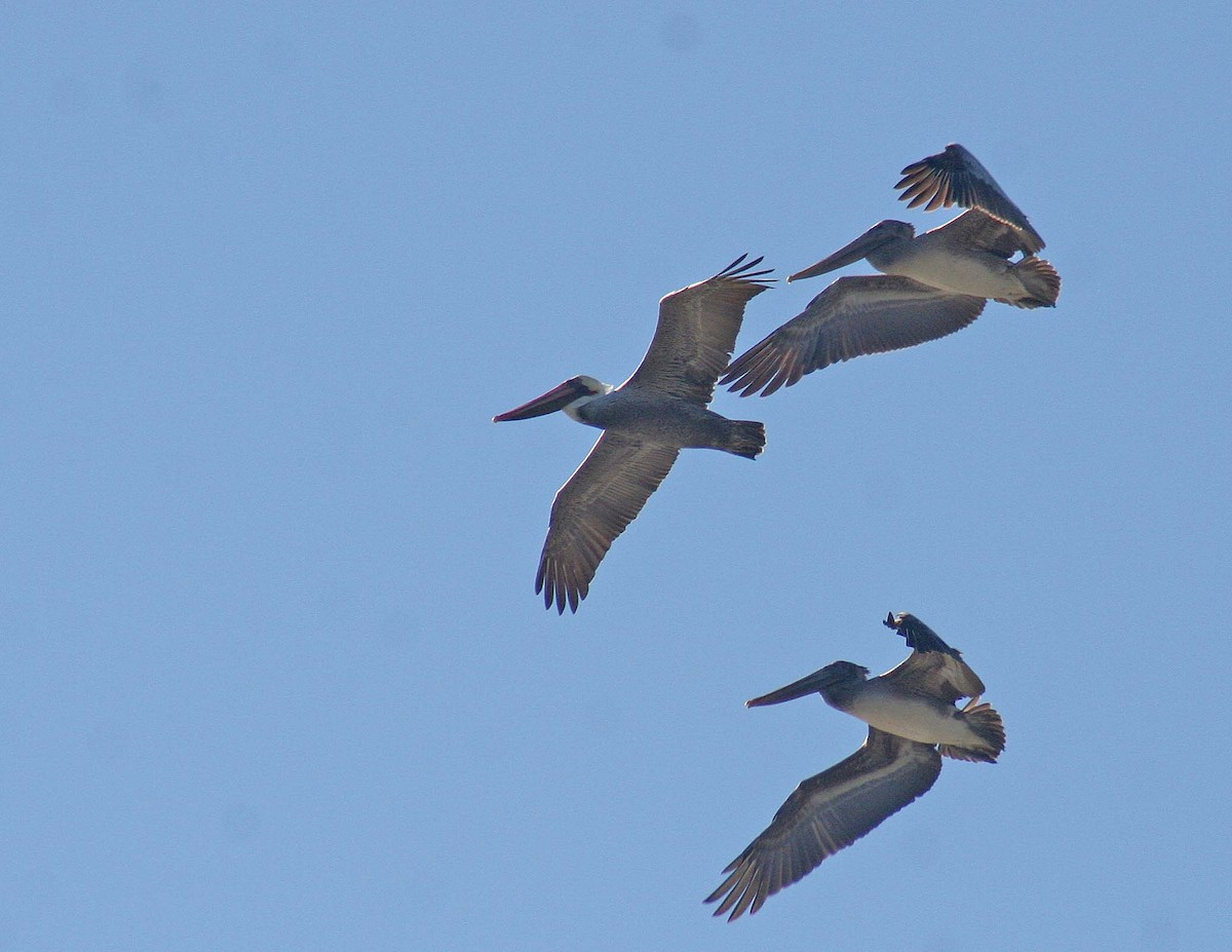 Brown Pelican - ML388121601