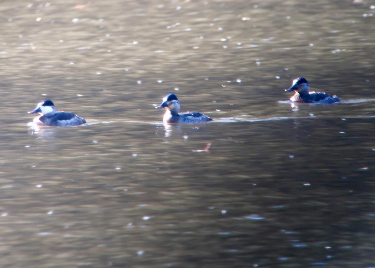 Ruddy Duck - ML388121711
